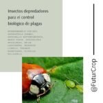 insectos depredadores