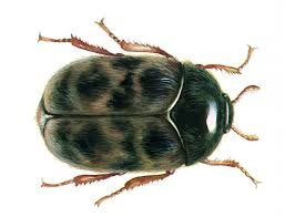 Trogoderma granarium