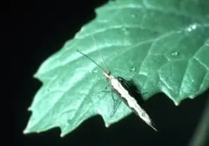 Plutella xilostella