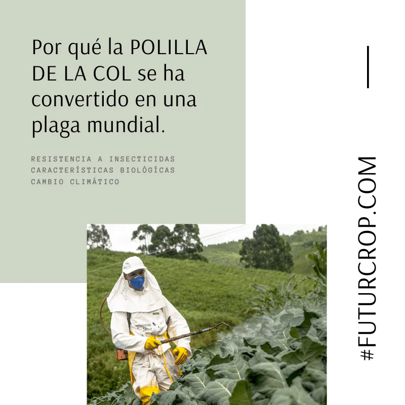 polilla de la col