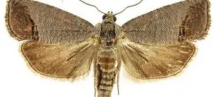 cydia pomonella