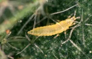 thrips palmi