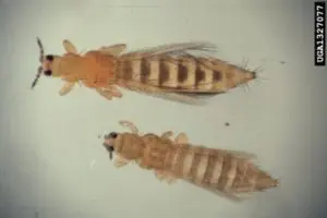 thrips tabaci