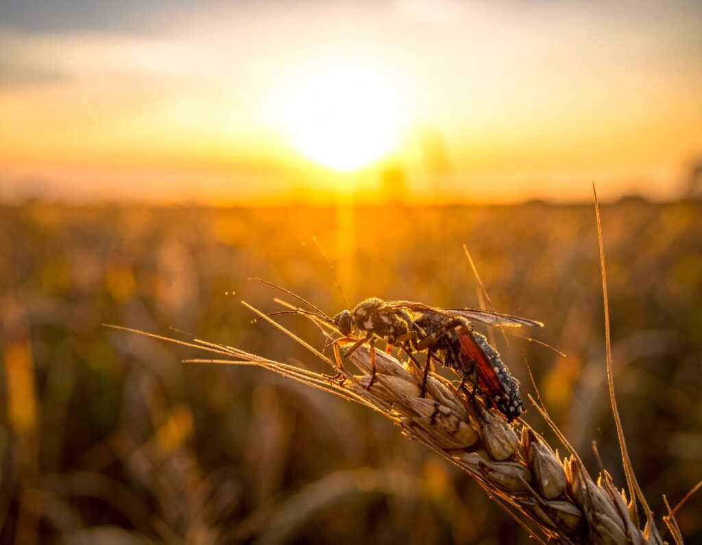 El Calentamiento global y el control de plagas
