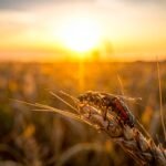 calentamiento global plagas