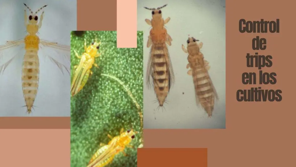 control de trips en los cultivos
