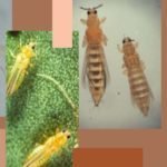 control de trips en los cultivos