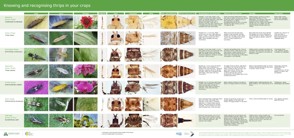 identificar trips1
