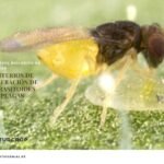 liberación de parasitoides