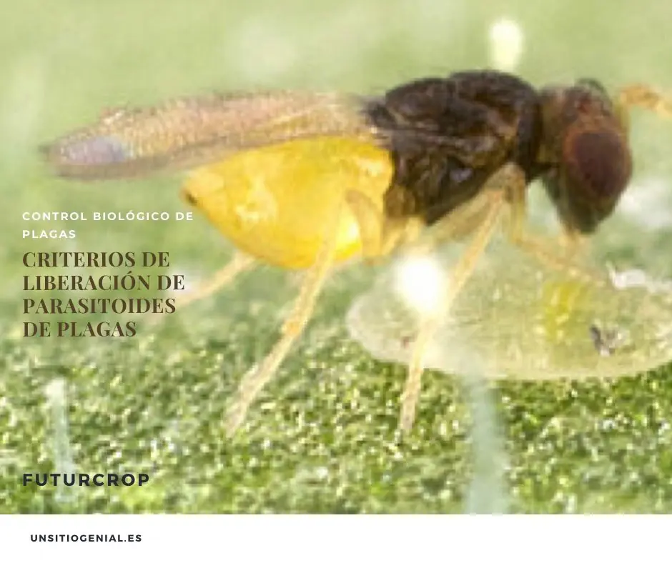 liberación de parasitoides