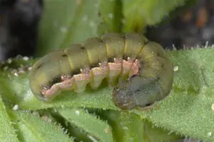Spodoptera exigua