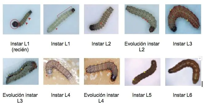 larvas spodoptera frugiperda