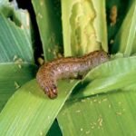 Larva de Spodoptera frugiperda