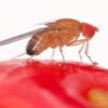 Drosophila suzukii