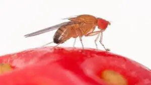 Drosophila suzukii