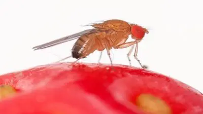 Drosophila suzukii
