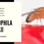 drosophila suzukii
