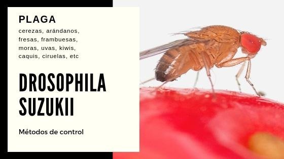 Drosophila suzukii post