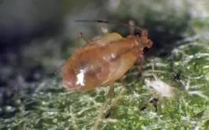 myzus persicae