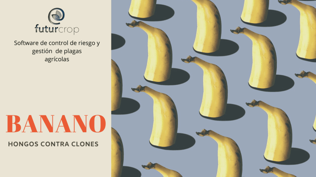 enfermedades del banano