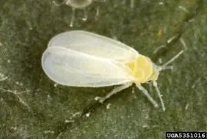 trialeurodes vaproariorum