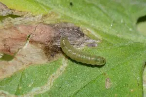 tuta absoluta
