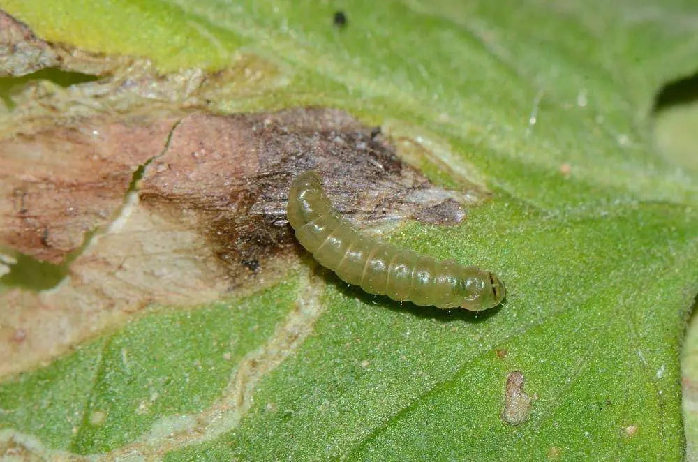 tuta absoluta