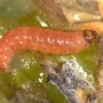 c-leucotreta-larva