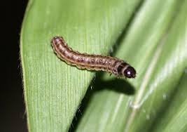 ch partellus larva
