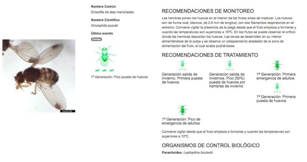 FuturCrop. Control de la Drosophila suzukii. Información para el muestreo de la Drosophila suzukii (en la fase de puesta de huevos