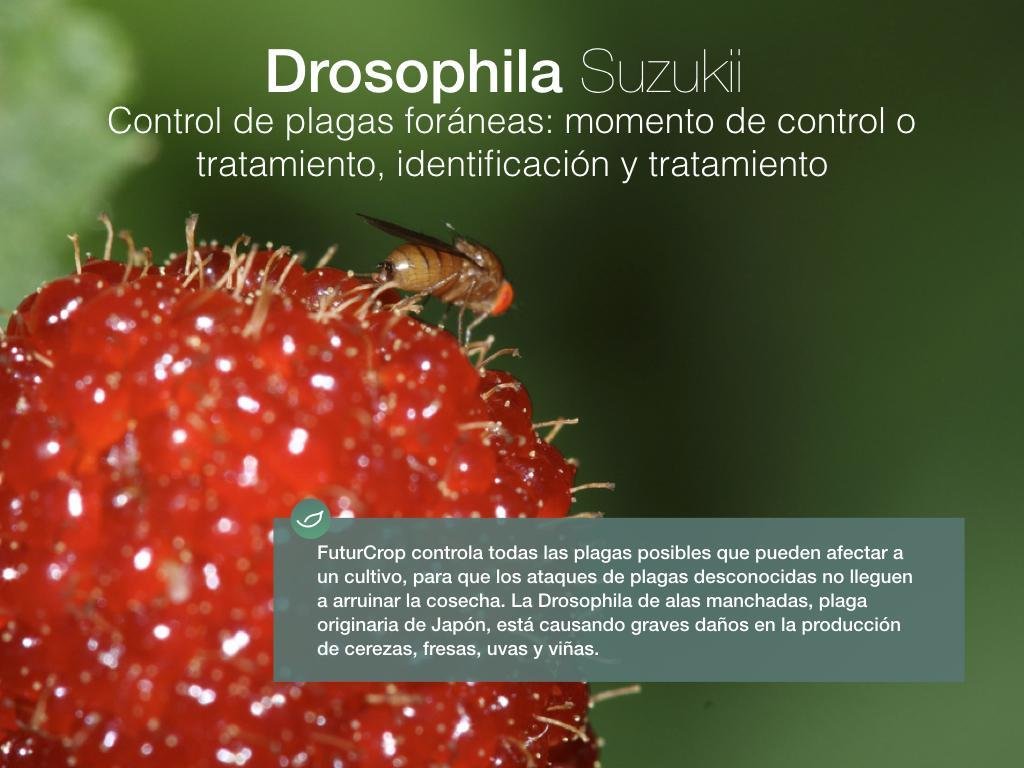Se detectan en Chile, por primera vez, ejemplares de Drosophila suzukii. 7 Control drosophilA suzukii