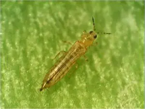 Frankliniella occidentalis