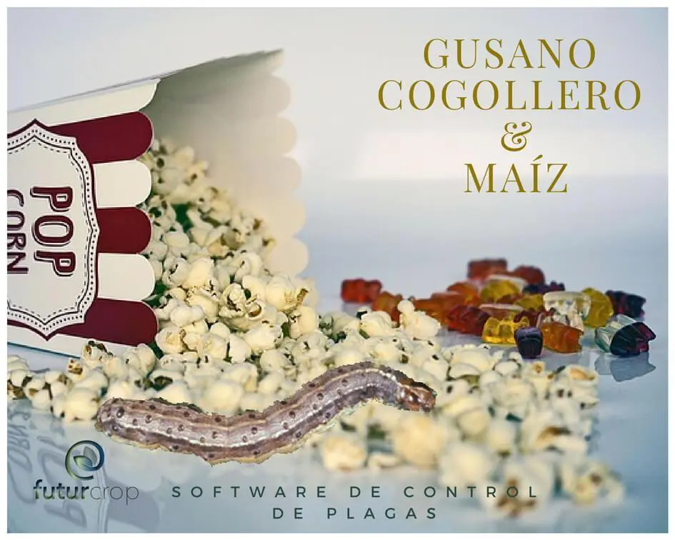 Control del gusano cogollero