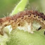 helicoverpa virescens