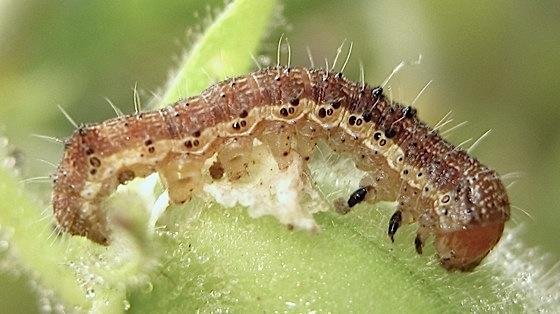 h vivescens larva