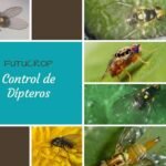 post dipteros corregido