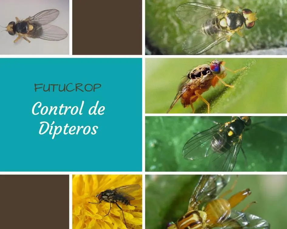 post dipteros corregido