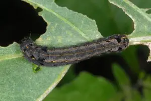 spodoptera littoralis