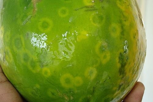 virus mancha anular papaya