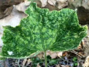 virus del mosaico del pepino