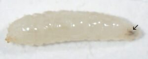 Larvas de Drosophila Suzukii.