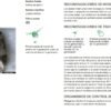 Lobesia botrana - Image 3