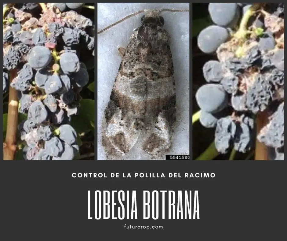 control lobesia botrana