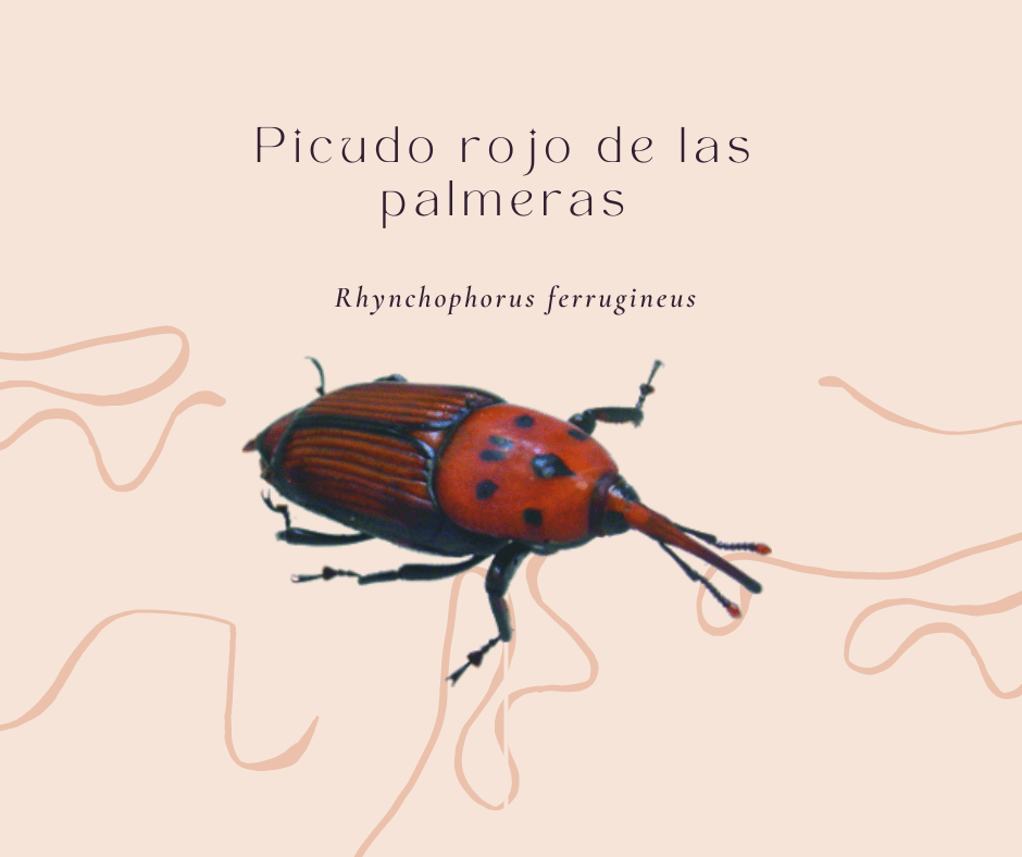 control del picudo rojo