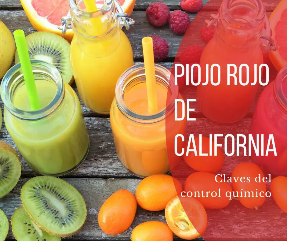 piojo rojo de california