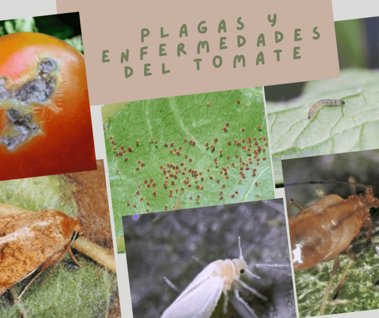 plagas y enfermedades del tomate