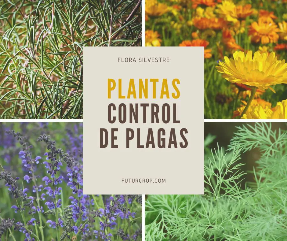 Control de plagas utilizando plantas