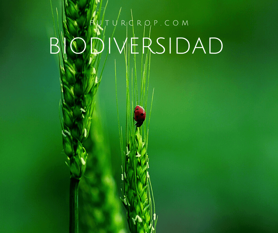 Cómo favorecer la biodiversidad y el control biológico de plagas