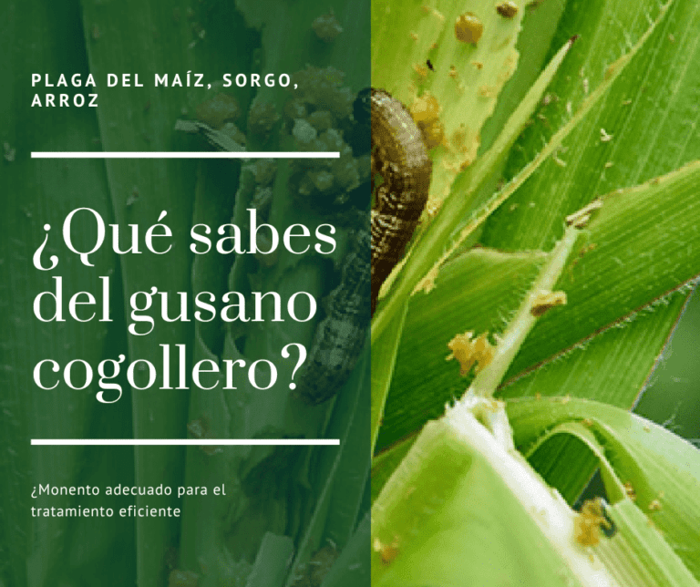 insecticidas para el control del gusano cogollero