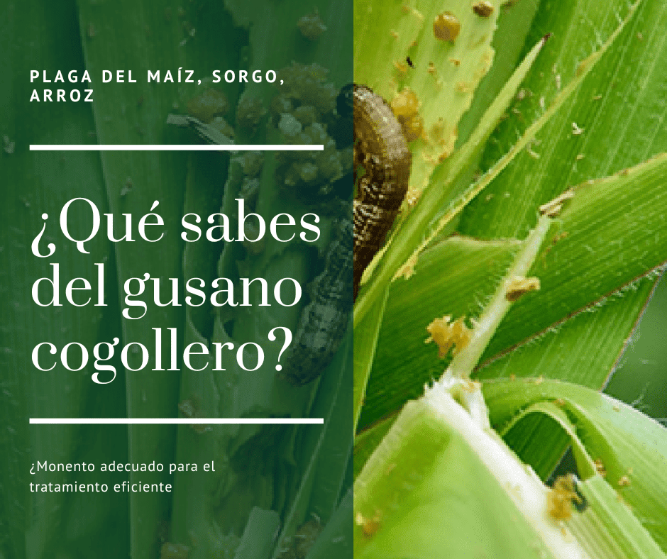 insecticidas para el control del gusano cogollero